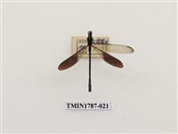 藏品(南非昆蟲)的圖片